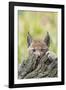 Eurasian lynx kitten, aged six weeks, hiding behind tree-Edwin Giesbers-Framed Photographic Print