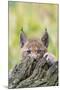 Eurasian lynx kitten, aged six weeks, hiding behind tree-Edwin Giesbers-Mounted Photographic Print