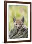 Eurasian lynx kitten, aged six weeks, hiding behind tree-Edwin Giesbers-Framed Photographic Print