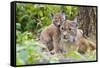 Eurasian lynx kitten, aged six weeks, showing affection-Edwin Giesbers-Framed Stretched Canvas