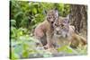 Eurasian lynx kitten, aged six weeks, showing affection-Edwin Giesbers-Stretched Canvas