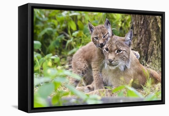 Eurasian lynx kitten, aged six weeks, showing affection-Edwin Giesbers-Framed Stretched Canvas