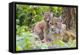 Eurasian lynx kitten, aged six weeks, showing affection-Edwin Giesbers-Framed Stretched Canvas