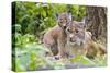 Eurasian lynx kitten, aged six weeks, showing affection-Edwin Giesbers-Stretched Canvas