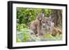 Eurasian lynx kitten, aged six weeks, showing affection-Edwin Giesbers-Framed Photographic Print