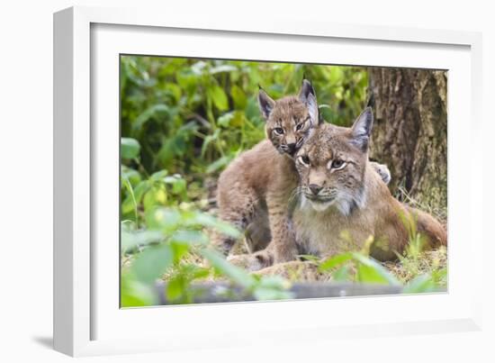 Eurasian lynx kitten, aged six weeks, showing affection-Edwin Giesbers-Framed Photographic Print