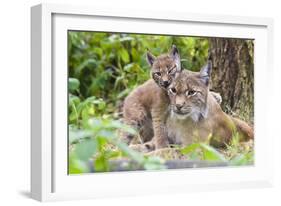 Eurasian lynx kitten, aged six weeks, showing affection-Edwin Giesbers-Framed Photographic Print