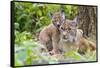 Eurasian lynx kitten, aged six weeks, showing affection-Edwin Giesbers-Framed Stretched Canvas