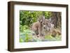 Eurasian lynx kitten, aged six weeks, showing affection-Edwin Giesbers-Framed Photographic Print