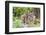 Eurasian lynx kitten, aged six weeks, showing affection-Edwin Giesbers-Framed Photographic Print