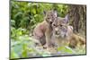 Eurasian lynx kitten, aged six weeks, showing affection-Edwin Giesbers-Mounted Photographic Print