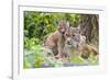 Eurasian lynx kitten, aged six weeks, showing affection-Edwin Giesbers-Framed Photographic Print