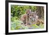 Eurasian lynx kitten, aged six weeks, showing affection-Edwin Giesbers-Framed Photographic Print