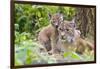 Eurasian lynx kitten, aged six weeks, showing affection-Edwin Giesbers-Framed Photographic Print