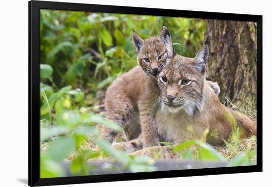 Eurasian lynx kitten, aged six weeks, showing affection-Edwin Giesbers-Framed Photographic Print