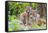 Eurasian lynx kitten, aged six weeks, showing affection-Edwin Giesbers-Framed Stretched Canvas