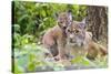 Eurasian lynx kitten, aged six weeks, showing affection-Edwin Giesbers-Stretched Canvas