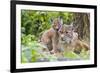 Eurasian lynx kitten, aged six weeks, showing affection-Edwin Giesbers-Framed Photographic Print