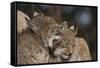 Eurasian lynx kittens, aged eight months, showing affection-Edwin Giesbers-Framed Stretched Canvas