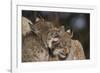 Eurasian lynx kittens, aged eight months, showing affection-Edwin Giesbers-Framed Photographic Print