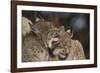 Eurasian lynx kittens, aged eight months, showing affection-Edwin Giesbers-Framed Photographic Print
