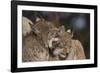 Eurasian lynx kittens, aged eight months, showing affection-Edwin Giesbers-Framed Photographic Print