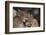 Eurasian lynx kittens, aged eight months, showing affection-Edwin Giesbers-Framed Photographic Print