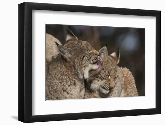 Eurasian lynx kittens, aged eight months, showing affection-Edwin Giesbers-Framed Photographic Print