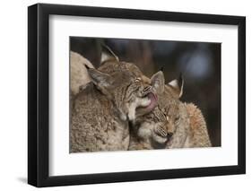 Eurasian lynx kittens, aged eight months, showing affection-Edwin Giesbers-Framed Photographic Print