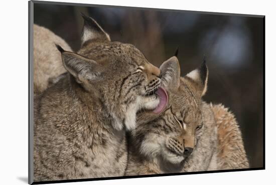 Eurasian lynx kittens, aged eight months, showing affection-Edwin Giesbers-Mounted Photographic Print
