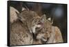 Eurasian lynx kittens, aged eight months, showing affection-Edwin Giesbers-Framed Stretched Canvas