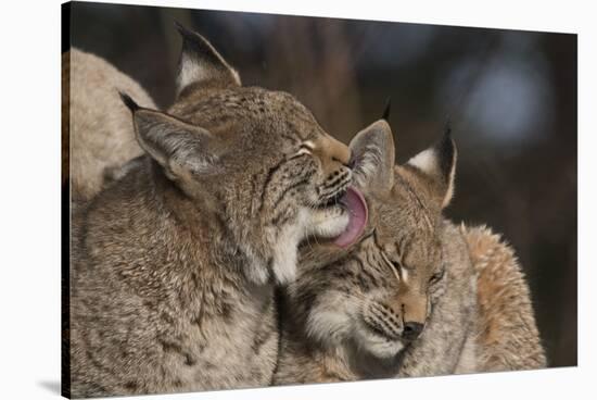 Eurasian lynx kittens, aged eight months, showing affection-Edwin Giesbers-Stretched Canvas