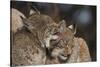 Eurasian lynx kittens, aged eight months, showing affection-Edwin Giesbers-Stretched Canvas