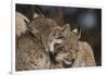 Eurasian lynx kittens, aged eight months, showing affection-Edwin Giesbers-Framed Photographic Print