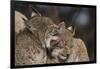 Eurasian lynx kittens, aged eight months, showing affection-Edwin Giesbers-Framed Photographic Print