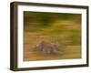 Eurasian Lynx (Lynx Lynx), Finland-Juan Carlos Munoz-Framed Photographic Print