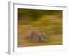 Eurasian Lynx (Lynx Lynx), Finland-Juan Carlos Munoz-Framed Photographic Print