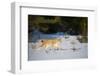 Eurasian lynx (Lynx lynx) walking in snow, Yaroslavl, Central Federal District, Russia. March.-Valeriy Maleev-Framed Photographic Print