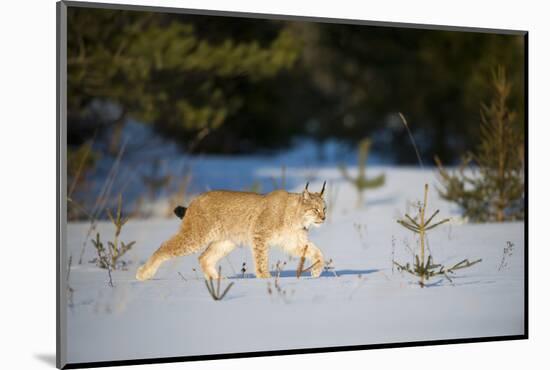 Eurasian lynx (Lynx lynx) walking in snow, Yaroslavl, Central Federal District, Russia. March.-Valeriy Maleev-Mounted Photographic Print