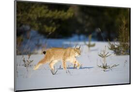 Eurasian lynx (Lynx lynx) walking in snow, Yaroslavl, Central Federal District, Russia. March.-Valeriy Maleev-Mounted Photographic Print