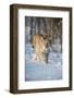 Eurasian lynx (Lynx lynx) walking in snow, Yaroslavl, Central Federal District, Russia-Valeriy Maleev-Framed Photographic Print