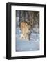 Eurasian lynx (Lynx lynx) walking in snow, Yaroslavl, Central Federal District, Russia-Valeriy Maleev-Framed Photographic Print