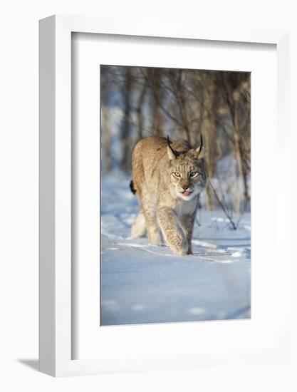 Eurasian lynx (Lynx lynx) walking in snow, Yaroslavl, Central Federal District, Russia-Valeriy Maleev-Framed Photographic Print
