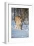 Eurasian lynx (Lynx lynx) walking in snow, Yaroslavl, Central Federal District, Russia-Valeriy Maleev-Framed Photographic Print