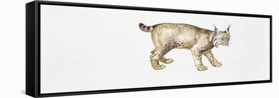 Eurasian Lynx (Lynx Lynx)-null-Framed Stretched Canvas