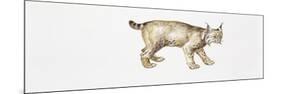 Eurasian Lynx (Lynx Lynx)-null-Mounted Giclee Print