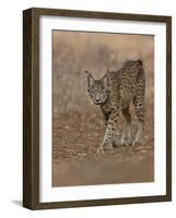 Eurasian lynx walking, Castilla La Mancha, Spain-Loic Poidevin-Framed Photographic Print