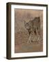 Eurasian lynx walking, Castilla La Mancha, Spain-Loic Poidevin-Framed Photographic Print