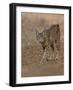 Eurasian lynx walking, Castilla La Mancha, Spain-Loic Poidevin-Framed Photographic Print