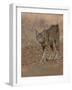 Eurasian lynx walking, Castilla La Mancha, Spain-Loic Poidevin-Framed Photographic Print